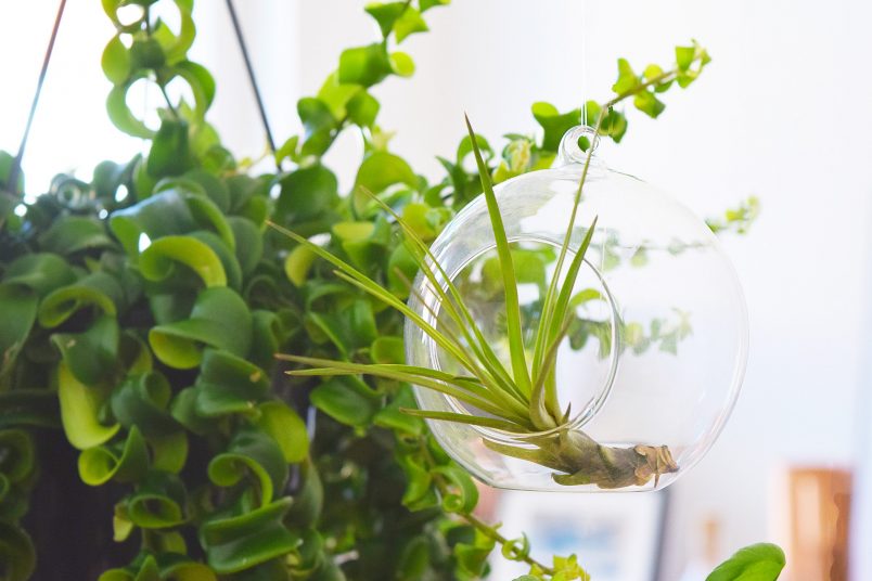 DIY Hanging Garden - Airplant - Little House On The Corner