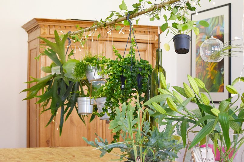The Heath Benefits Of Plants - Little House On The Corner