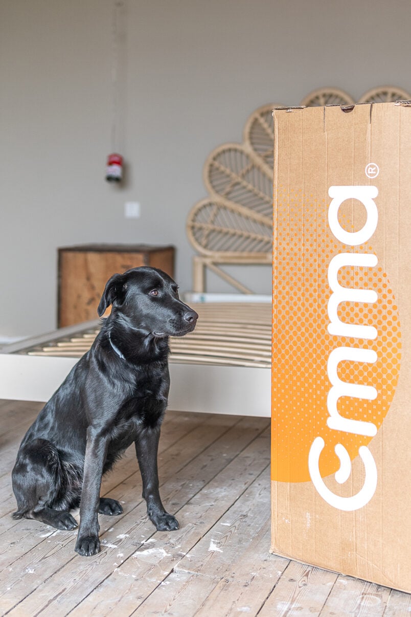 Emma Mattress Review with box of mattress and black dog