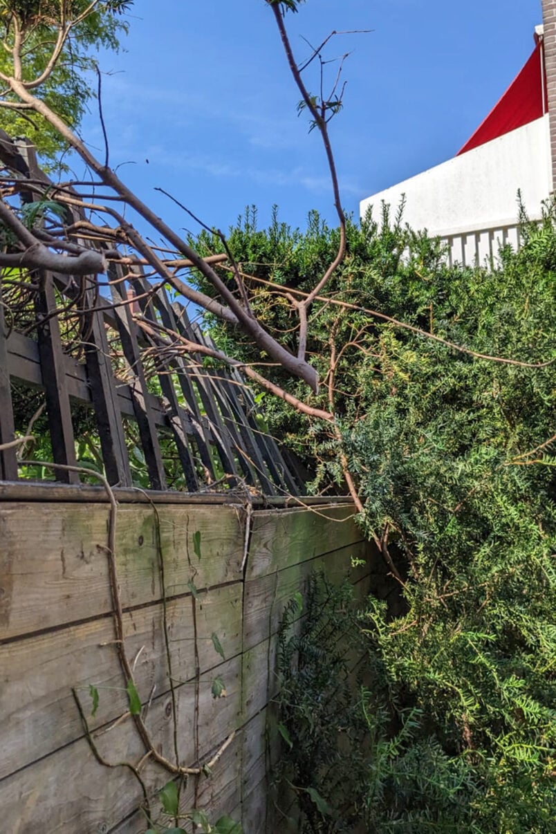 damaged garden fence with trellis