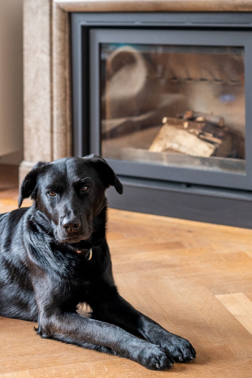 Black dog infront of Barbas stove